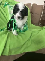 Couch, a male Sheepadoodle for sale in Sterling Heights, MI – Photo 1 of 9