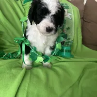 Coach, a male Sheepadoodle for sale in Sterling Heights, MI – Photo 7 of 7