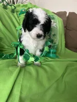 Couch, a male Sheepadoodle for sale in Sterling Heights, MI – Photo 8 of 9