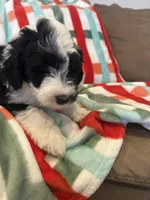 Coach, a male Sheepadoodle for sale in Sterling Heights, MI – Photo 2 of 7
