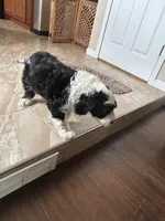 Coach-Reduced, a male Sheepadoodle for sale in Sterling Heights, MI – Photo 3 of 10