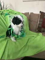 Couch, a male Sheepadoodle for sale in Sterling Heights, MI – Photo 9 of 9