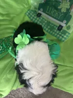 Couch, a male Sheepadoodle for sale in Sterling Heights, MI – Photo 3 of 9