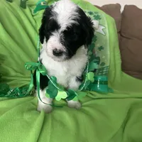 Coach, a male Sheepadoodle for sale in Sterling Heights, MI – Photo 4 of 7