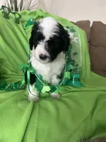 Couch, a male Sheepadoodle for sale in Sterling Heights, MI – Photo 5 of 9