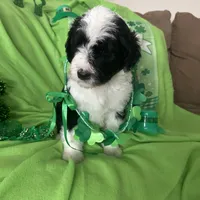 Coach, a male Sheepadoodle for sale in Sterling Heights, MI – Photo 3 of 7