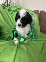 Couch, a male Sheepadoodle for sale in Sterling Heights, MI – Photo 4 of 9