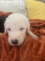 Turquoise , a male Old English Sheepdog for sale in Sterling Heights, MI – 2 of 5