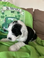 Lola/HOLD, a female Old English Sheepdog and Poodle - Standard  for sale in Sterling Heights, MI – Photo 3 of 5