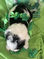 Lola/HOLD, a female Old English Sheepdog and Poodle - Standard  for sale in Sterling Heights, MI – Photo 2 of 5