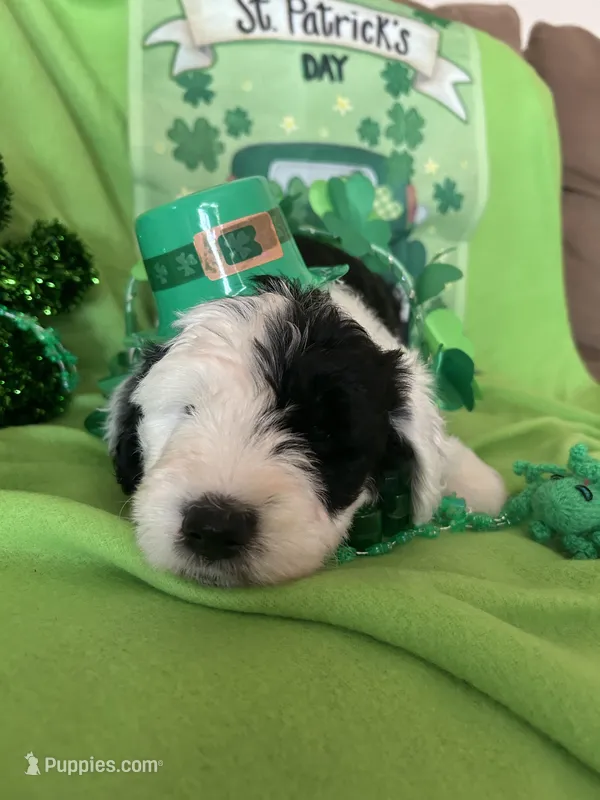 Lola/HOLD, a female Old English Sheepdog and Poodle - Standard  for sale in Sterling Heights, MI – Photo 1 of 5