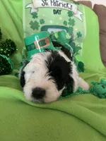 Lola/HOLD, a female Old English Sheepdog and Poodle - Standard  for sale in Sterling Heights, MI – Photo 1 of 5