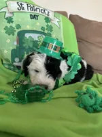 Lola/HOLD, a female Old English Sheepdog and Poodle - Standard  for sale in Sterling Heights, MI – Photo 5 of 5