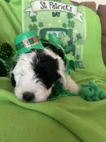 Lola/HOLD, a female Old English Sheepdog and Poodle - Standard  for sale in Sterling Heights, MI – Photo 4 of 5