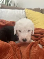 Turquoise , a male Old English Sheepdog for sale in Sterling Heights, MI – 5 of 5