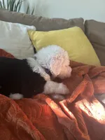 Purple, a male Old English Sheepdog for sale in Sterling Heights, MI – 4 of 7