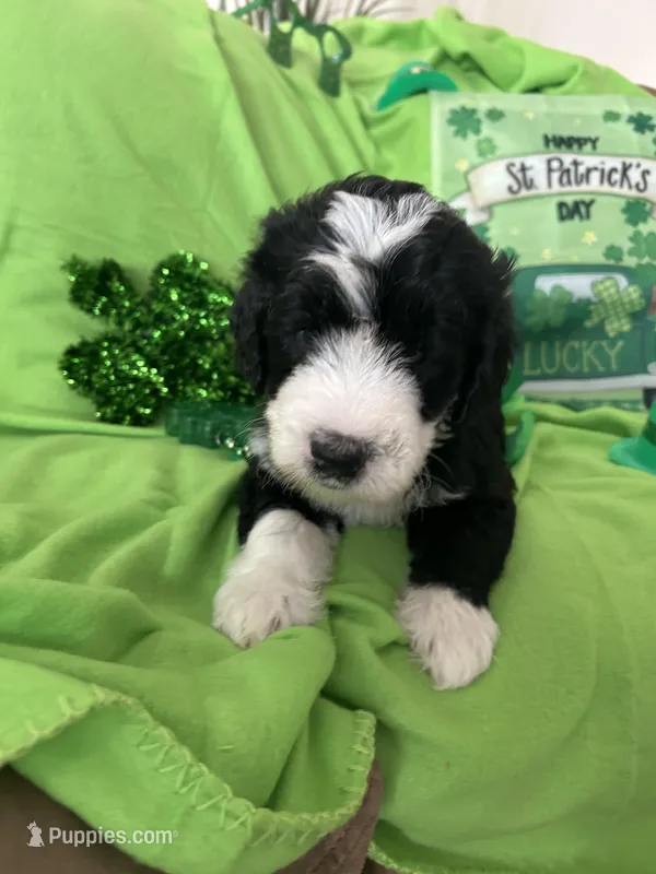 Aerabus, a male Sheepadoodle for sale in Sterling Heights, MI – Photo 1 of 9