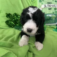 Aerabus-Reduced, a male Sheepadoodle for sale in Sterling Heights, MI – Photo 1 of 10