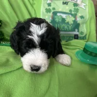 Aerabus-Reduced, a male Sheepadoodle for sale in Sterling Heights, MI – Photo 6 of 10