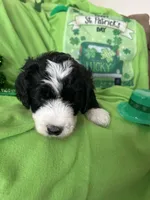 Aerabus, a male Sheepadoodle for sale in Sterling Heights, MI – Photo 5 of 9
