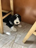 Eli-Reduced, a male Sheepadoodle for sale in Sterling Heights, MI – Photo 3 of 10