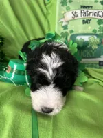 Aerabus, a male Sheepadoodle for sale in Sterling Heights, MI – Photo 7 of 9