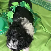 Aerabus-Reduced, a male Sheepadoodle for sale in Sterling Heights, MI – Photo 3 of 10