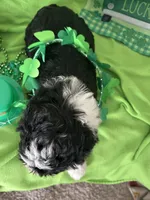 Aerabus, a male Sheepadoodle for sale in Sterling Heights, MI – Photo 3 of 9