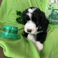 Aerabus-Reduced, a male Sheepadoodle for sale in Sterling Heights, MI – Photo 7 of 10