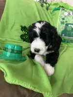 Aerabus, a male Sheepadoodle for sale in Sterling Heights, MI – Photo 6 of 9