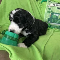 Aerabus-Reduced, a male Sheepadoodle for sale in Sterling Heights, MI – Photo 10 of 10