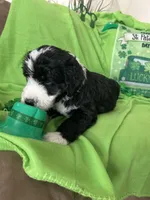 Aerabus, a male Sheepadoodle for sale in Sterling Heights, MI – Photo 9 of 9