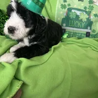 Aerabus-Reduced, a male Sheepadoodle for sale in Sterling Heights, MI – Photo 9 of 10