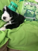 Aerabus, a male Sheepadoodle for sale in Sterling Heights, MI – Photo 8 of 9