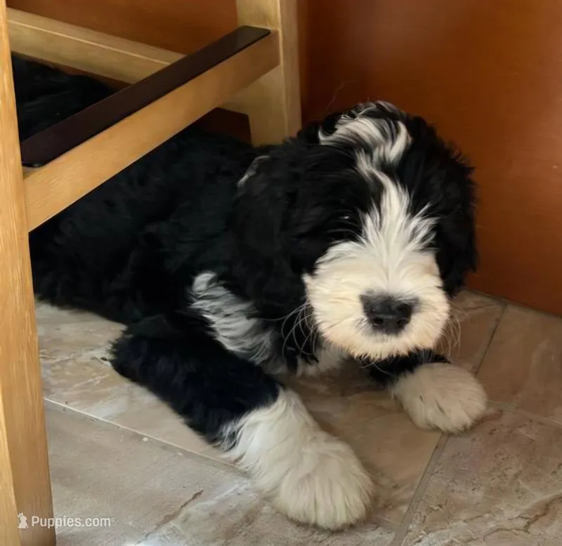 Aerabus-Reduced – Sheepadoodle puppy for sale in Sterling Heights, MI