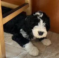 Eli-Reduced, a male Sheepadoodle for sale in Sterling Heights, MI – Photo 2 of 10