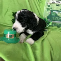 Aerabus-Reduced, a male Sheepadoodle for sale in Sterling Heights, MI – Photo 4 of 10