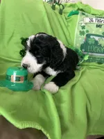 Aerabus, a male Sheepadoodle for sale in Sterling Heights, MI – Photo 2 of 9