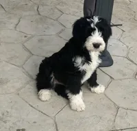 Eli-Reduced, a male Sheepadoodle for sale in Sterling Heights, MI – Photo 1 of 10