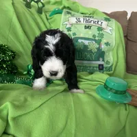 Aerabus-Reduced, a male Sheepadoodle for sale in Sterling Heights, MI – Photo 5 of 10