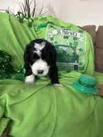 Aerabus, a male Sheepadoodle for sale in Sterling Heights, MI – Photo 4 of 9