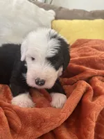 Navy, a male Old English Sheepdog for sale in Sterling Heights, MI – 4 of 5