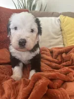 Grey, a male Old English Sheepdog for sale in Sterling Heights, MI – 5 of 5