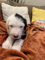 Red, a female Old English Sheepdog for sale in Sterling Heights, MI – 4 of 6