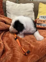 Orange, a female Old English Sheepdog for sale in Sterling Heights, MI – 4 of 8