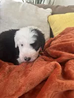 Navy, a male Old English Sheepdog for sale in Sterling Heights, MI – 2 of 5