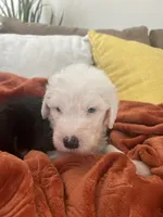 Turquoise , a male Old English Sheepdog for sale in Sterling Heights, MI – 4 of 5