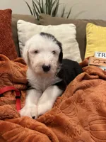 Red, a female Old English Sheepdog for sale in Sterling Heights, MI – 2 of 6