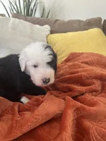 Navy, a male Old English Sheepdog for sale in Sterling Heights, MI – 6 of 8