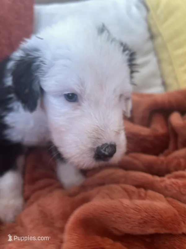 Grey – Old English Sheepdog puppy for sale in Sterling Heights, MI